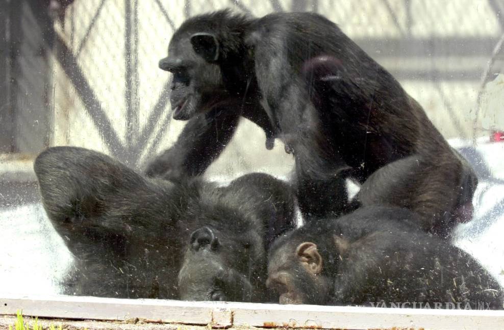 $!Un grupo de chimpancés se bañan en un zoológico. El chimpancé está considerado como uno de los animales en extinción. EFE/Ramón Castro