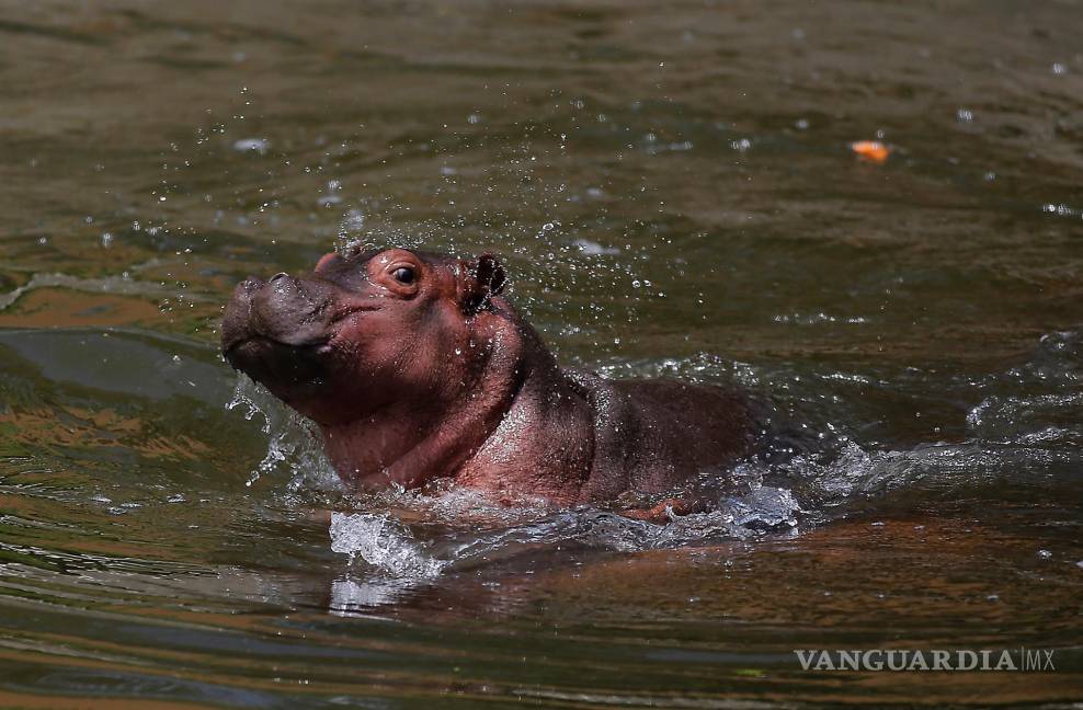 $!Una cría de hipopótamo de río de casi 50 kilos, una especie en peligro de extinción, es resguardada y cuidada en el zoológico de Guadalajara (oeste de México) como la principal atracción. EFE