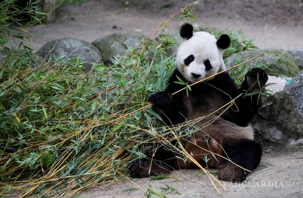 $!Vista de un oso panda del Zoo de Madrid. El oso panda aparece en los informes medioambientales como un animal en extinción. EFE/David Fernández
