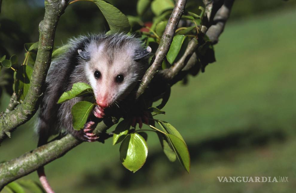 Exhortan a saltillenses a no atacar a los tlacuaches