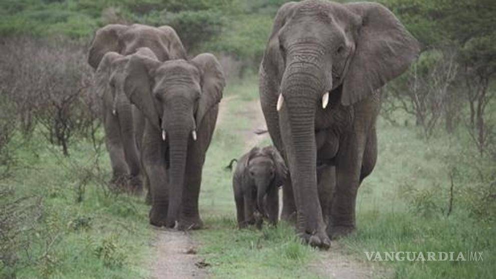 $!Zimbabue se embolsa 2.7 mdd al vender 97 elefantes a China y Dubái