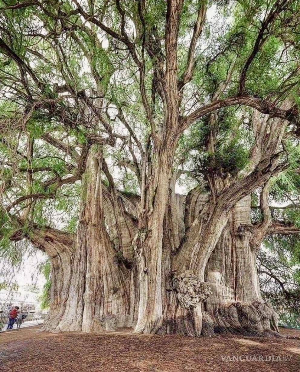 $!El árbol de Tule, en Oaxaca, ahuehuete con más de 2,000 años que registra el récord mundial de anchura: 14 metros. Cualquier cosita más que los que plantarán frente al palacio de gobierno del “nuevo” NL, por decreto, defecto y mandato del Tal Samuel.