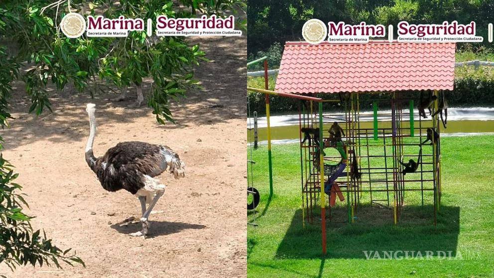 $!Cateos por huachicol en Tamaulipas dejan 135 animales exóticos asegurados, incluidos tigres y jaguares