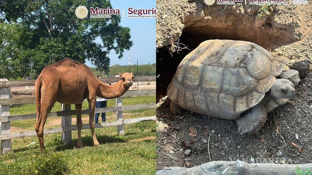 $!Cateos por huachicol en Tamaulipas dejan 135 animales exóticos asegurados, incluidos tigres y jaguares