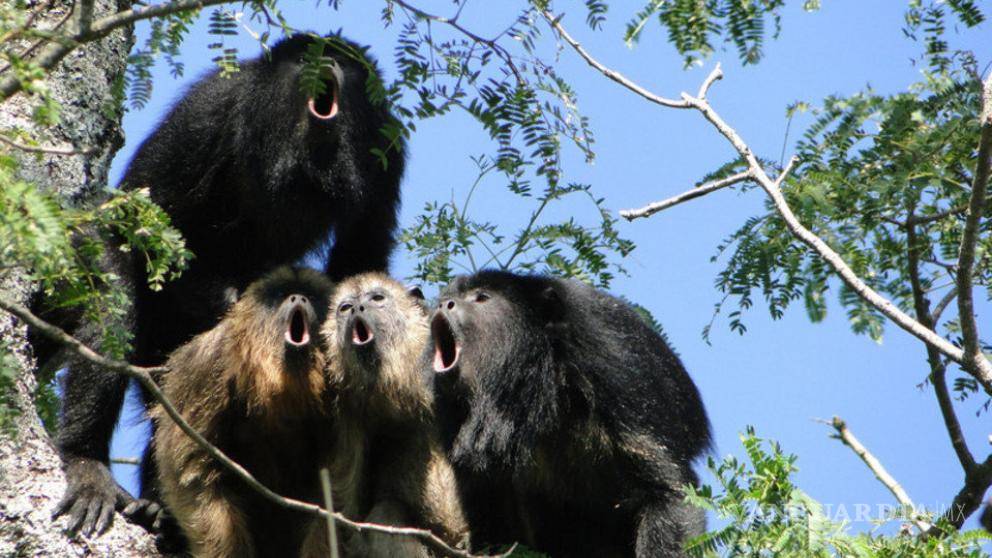$!Lamentable: mueren monos aulladores, en peligro de extinción, en reserva de Chiapas