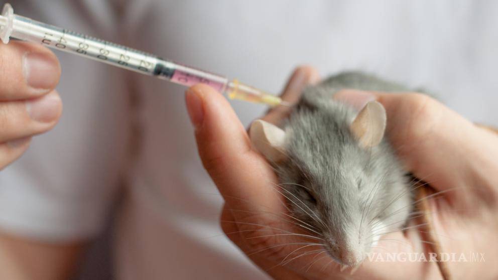 $!¡Excelente avance médico!, por primera vez logran en ratones la desaparición del cáncer de páncreas