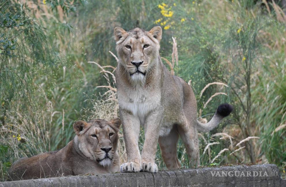 $!Imagen de dos leones en el zoo de Londres. El león es uno de los animales salvajes más emblemáticos y admirados.