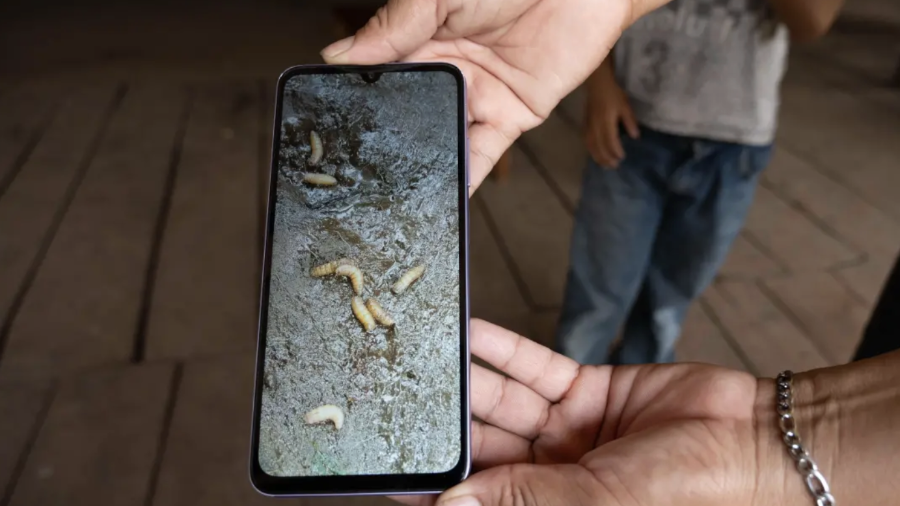 Autoridades y productores han mantenido cercos sanitarios y medidas preventivas.