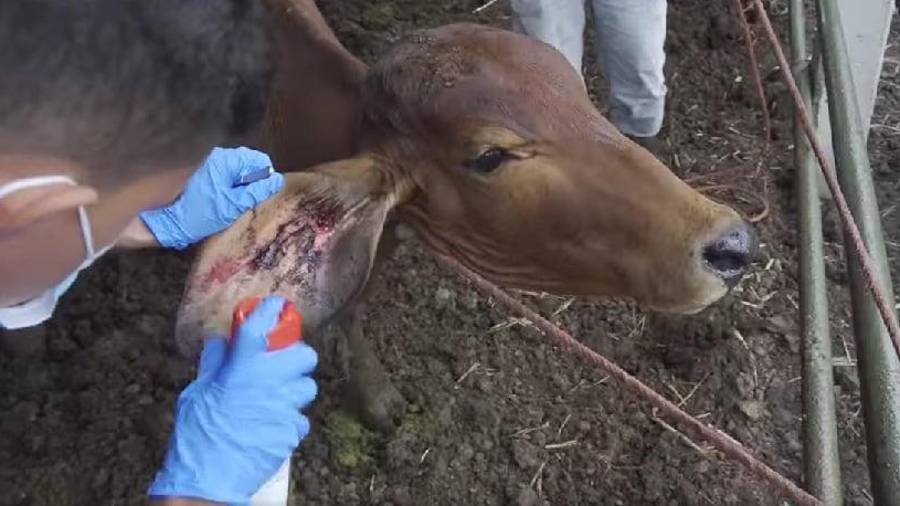 La Secretaría de Desarrollo Rural de Coahuila reforzó la vigilancia sanitaria en los accesos al estado ante la detección de casos en entidades vecinas, con el objetivo de prevenir riesgos a la producción ganadera y agropecuaria local.