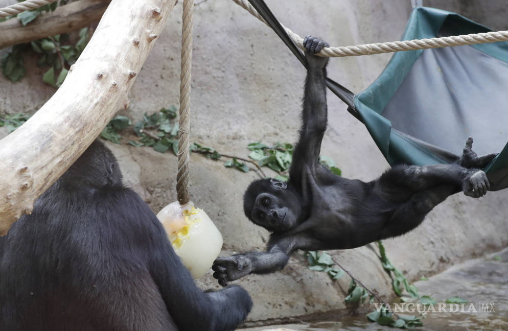 $!Por el calor tan intenso, gorilas en zoológico de Praga se refrescan con helados