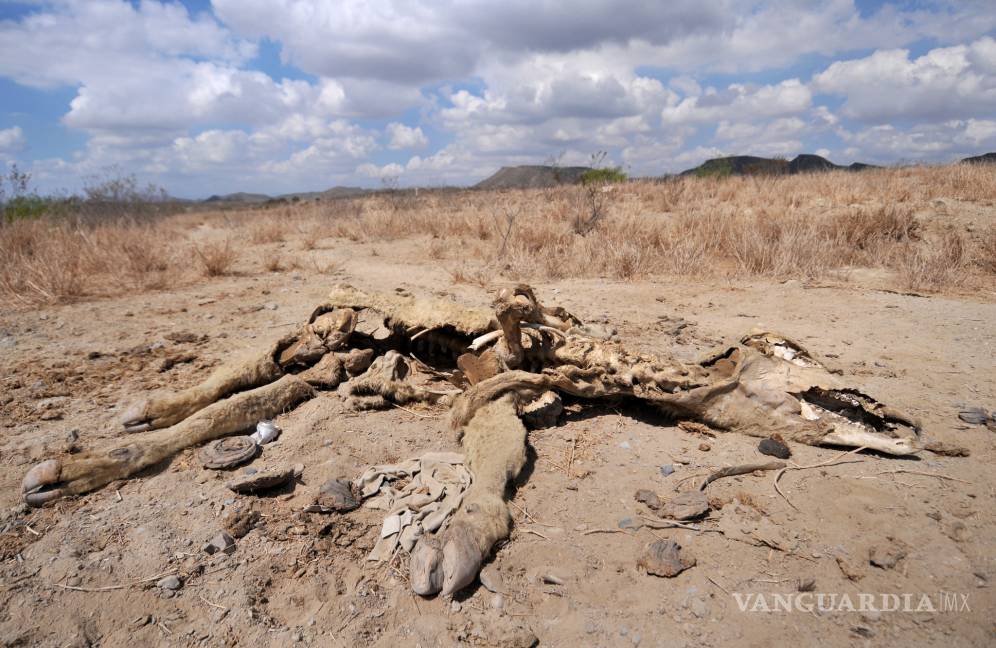 Inicia muerte de ganado en Coahuila por falta de lluvias