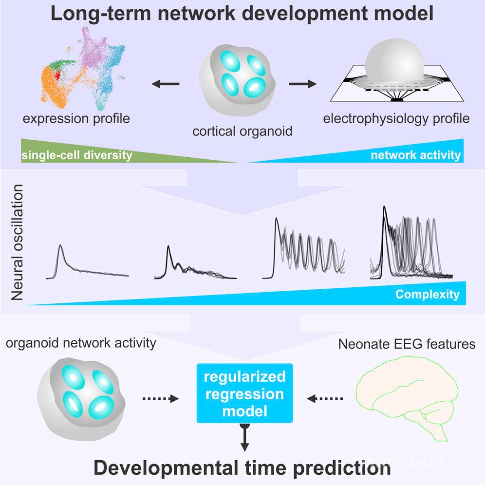 $!Cerebros diminutos creados en laboratorio desarrollan redes neuronales funcionales