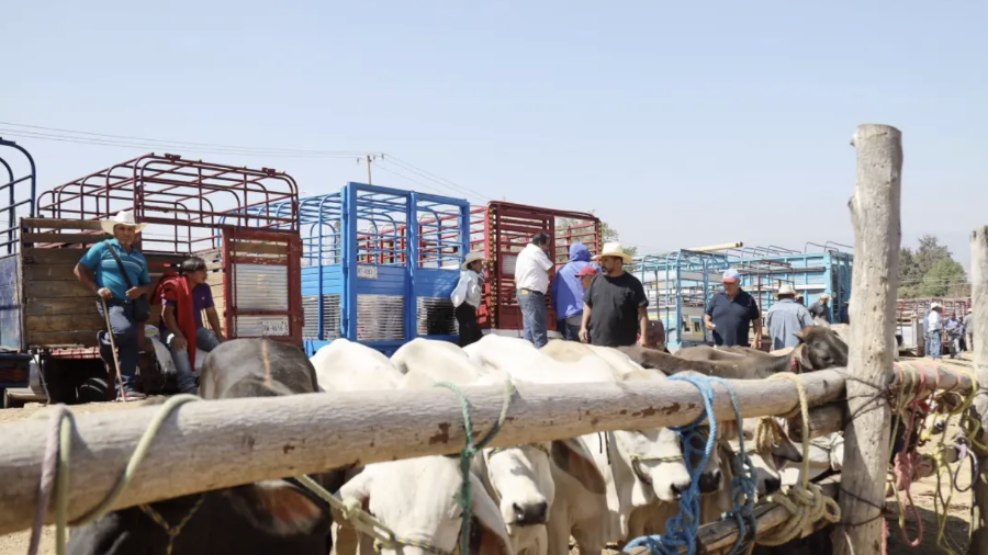 Productores de la Región Norte podrán acceder a incentivos para la adquisición de sementales bovinos, ovinos y caprinos como parte del Programa Mejoramiento Genético 2026.