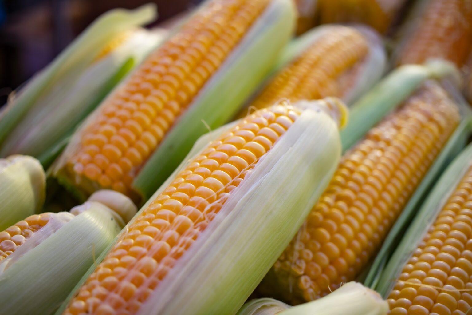 EU no cede en prohibición del maíz transgénico. Noticias en tiempo real