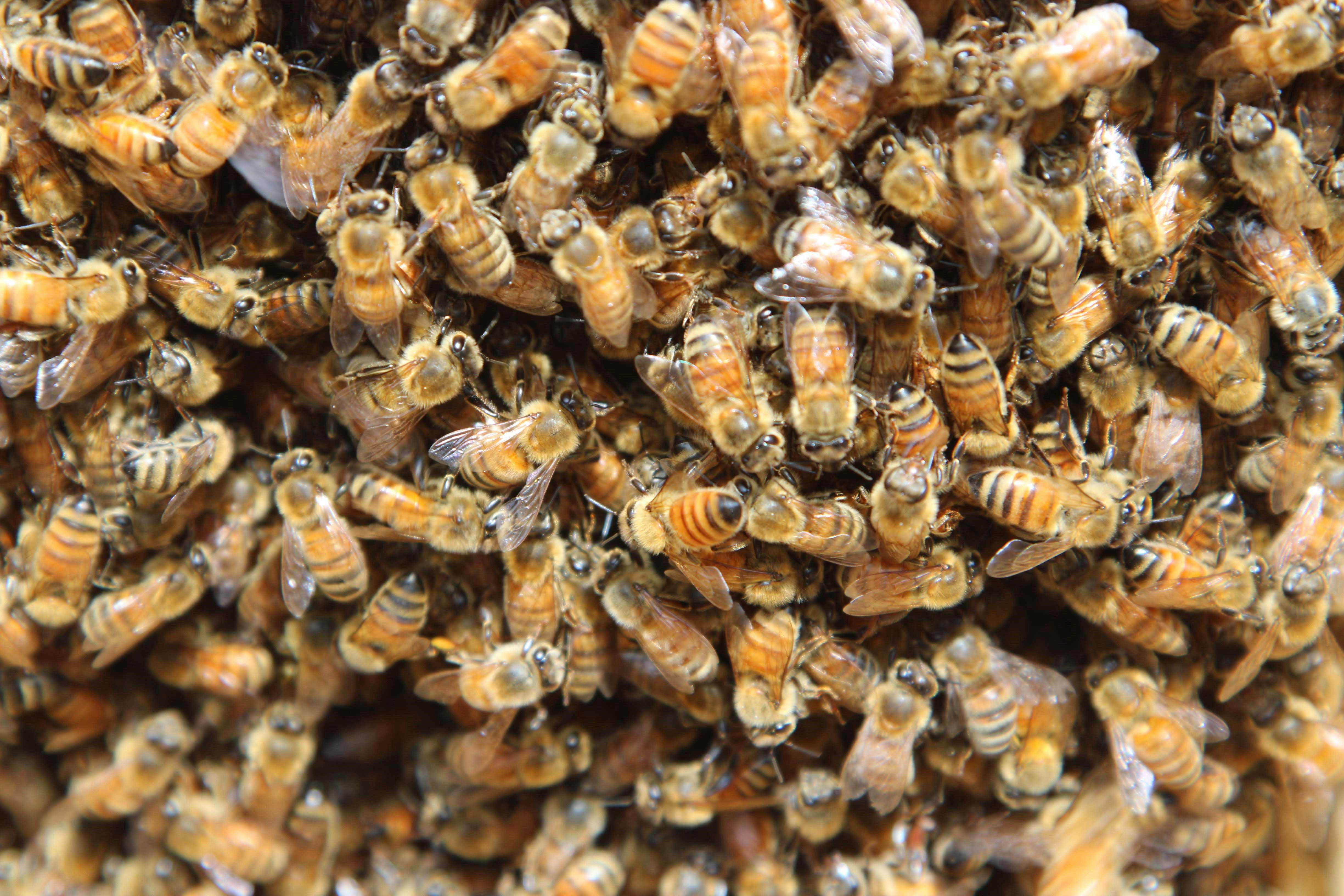 Ataca enjambre de abejas a visitantes del Panteón Guadalupe en Monclova. Noticias en tiempo real