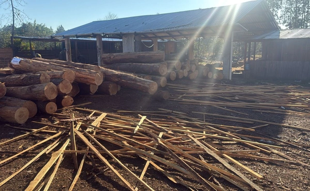 Operativo deja decomiso de madera y maquinaria; cateo fue por presunto ecocidio