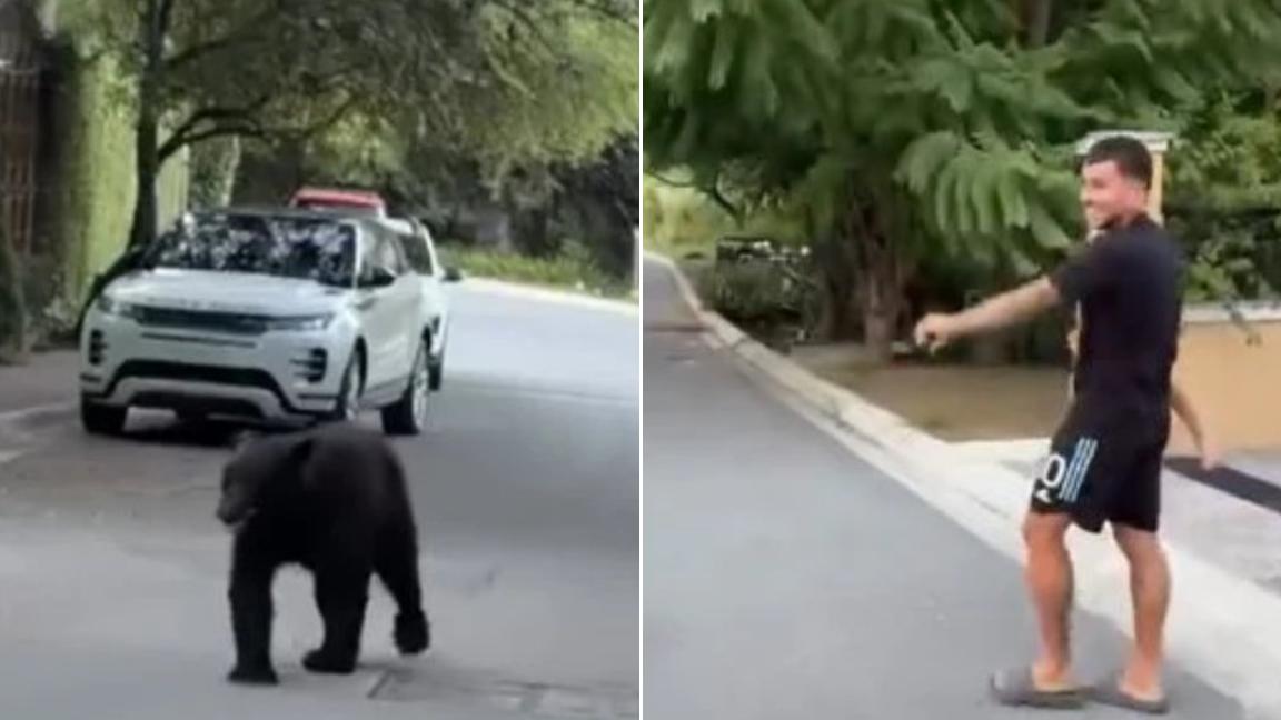 Ángel Correa vive insólito encuentro con un oso en Monterrey. Lado.mx Ángel Correa vive insólito encuentro con un oso en Monterrey. Noticias en tiempo real
