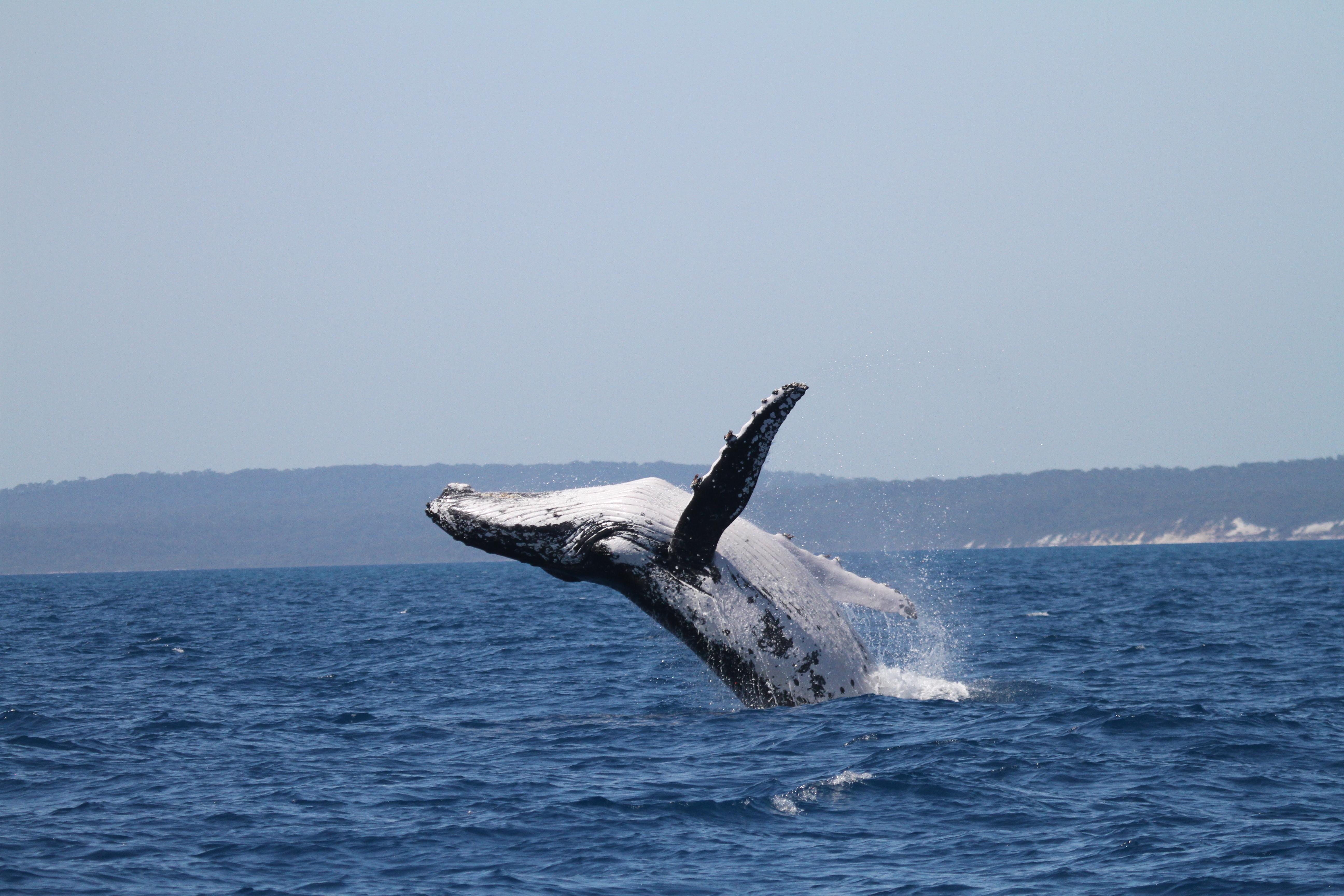 ¡Asombroso!, dos ballenas jorobadas baten récords al nadar entre Australia y Brasil