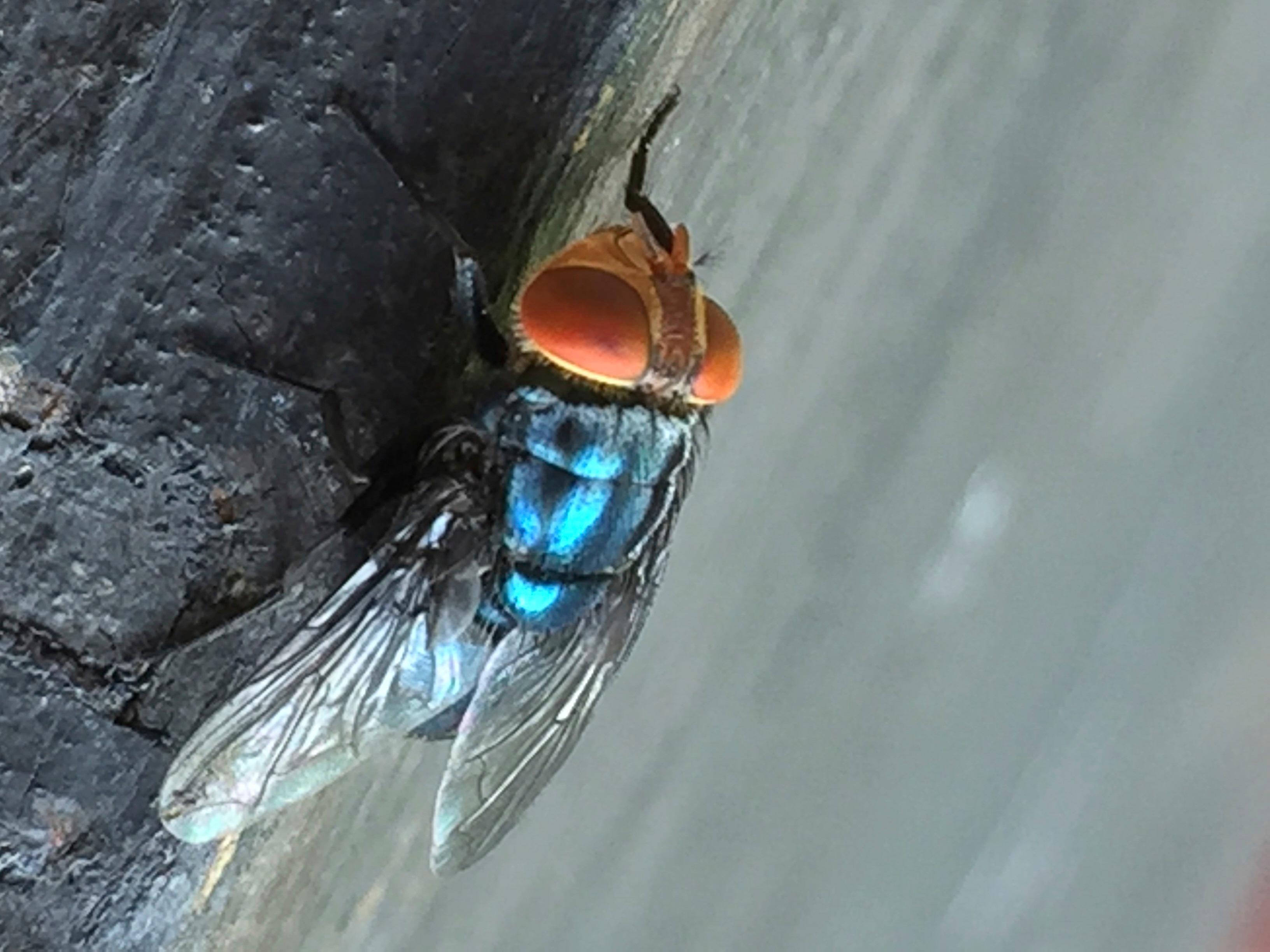 Qué saber sobre la mosca del gusano barrenador del Nuevo Mundo que amenaza a la industria ganadera