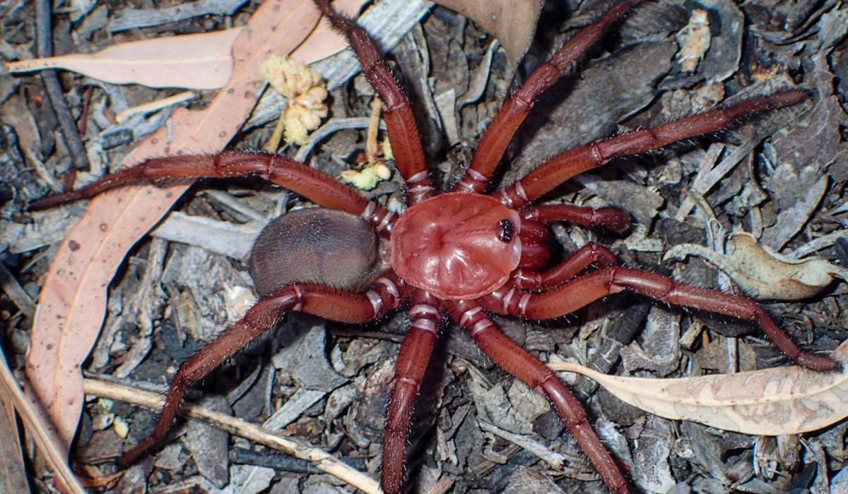 Peluda y roja, así es una nueva araña descubierta en Australia. Noticias en tiempo real