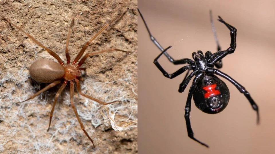 ¿Cuándo inicia la temporada de arañas en México?... cómo saber cuáles son peligrosas y qué hacer si las vemos en casa. Noticias en tiempo real