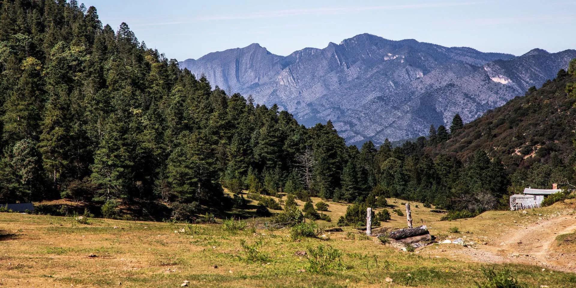 Coahuila se suma a jornada de reforestación nacional; sembrarán en la Sierra de Arteaga 50 mil semillas de pino