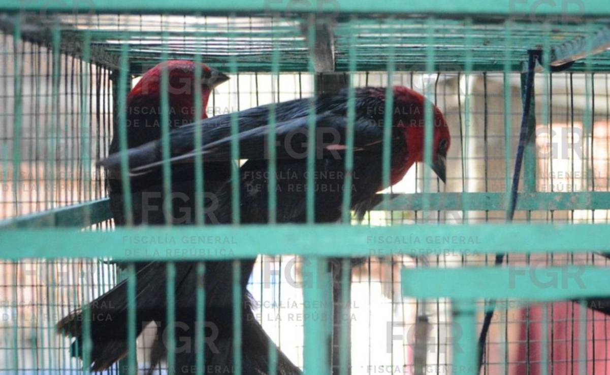 Caen con 107 aves en 21 jaulas: juez los procesa por delito ambiental, pero salen en libertad