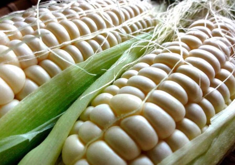 AMLO firma decreto en que se establece arancel del 50% en maíz blanco. Noticias en tiempo real