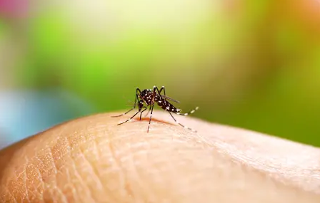 Urgen medidas para frenar dengue en Morelos: ¿cuáles son los síntomas y cómo detectarlo?. Noticias en tiempo real