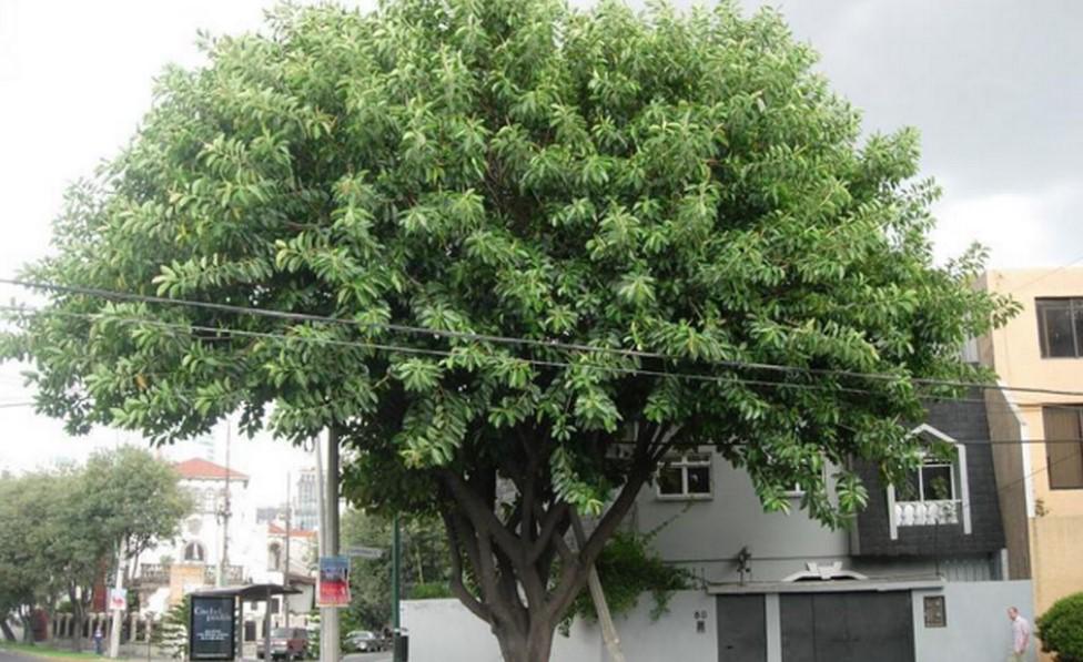 Cobran cárteles de la droga ‘impuesto’ por árbol en Tamaulipas . Noticias en tiempo real