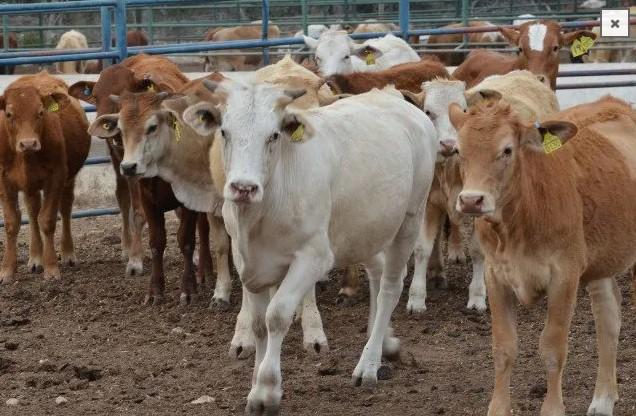 Confía Coahuila en pronto reiniciar la exportación de ganado a Estados Unidos. Noticias en tiempo real