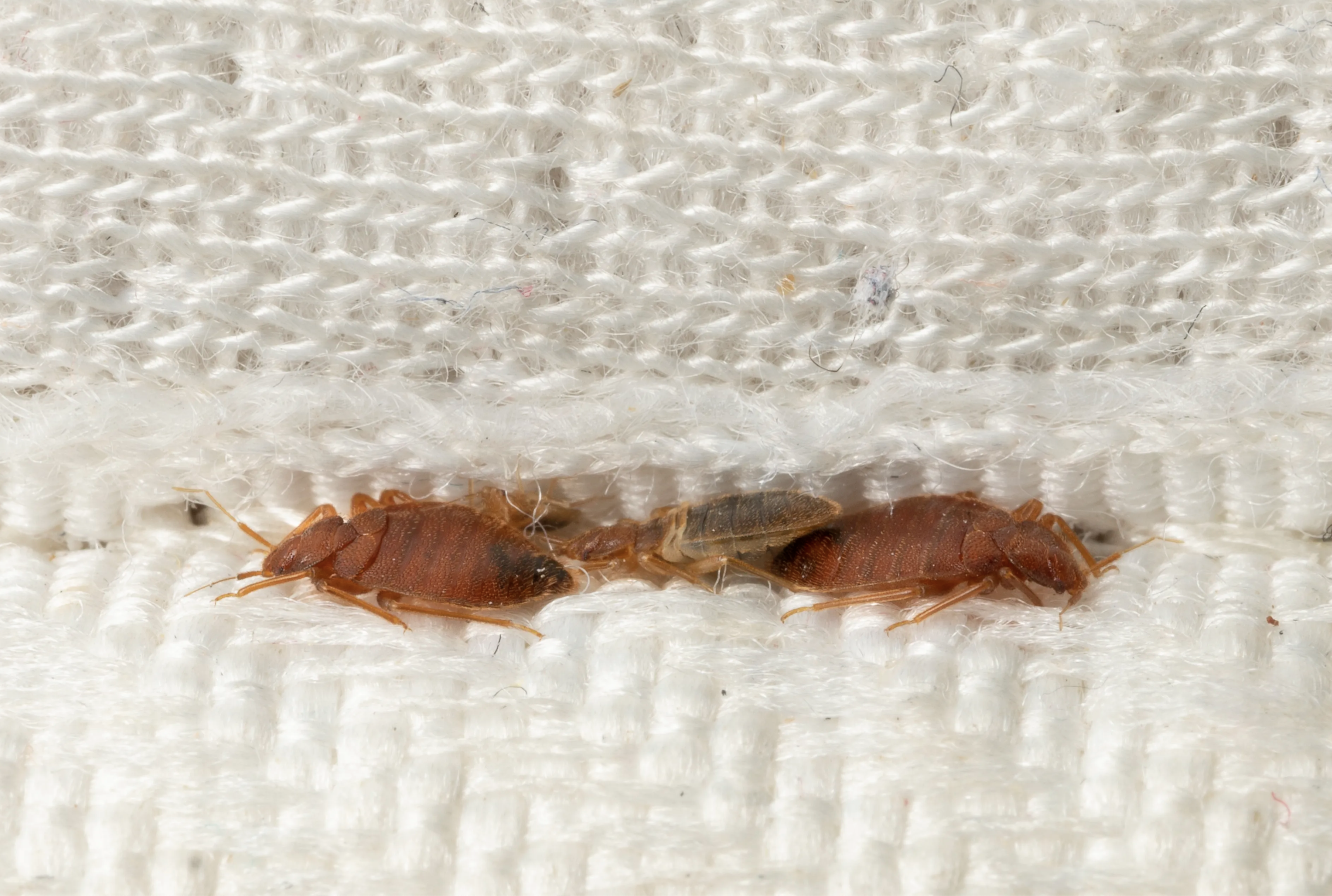 5 cosas que atraen a las chinches y cómo evitar una infestación. Noticias en tiempo real