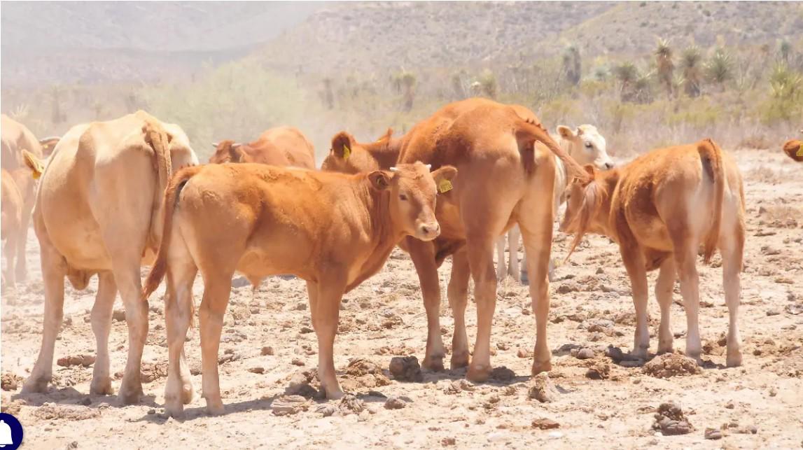 Sequía y cierre de frontera de EU frenan crecimiento del hato ganadero en Coahuila