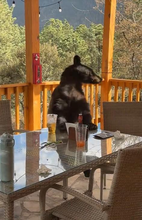 Oso interrumpe convivencia de familia regia en cabaña de Arteaga, Coahuila
