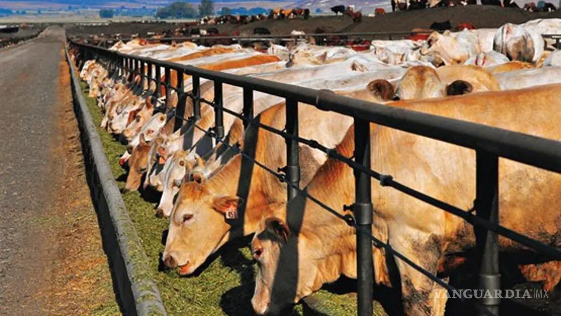 Confirma Estados Unidos nuevo brote de gusano barrenador de ganado, ahora en Nuevo León. Noticias en tiempo real