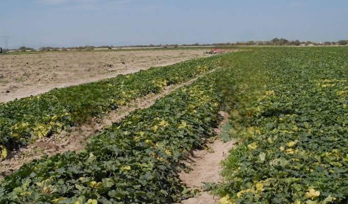 Todo está preparado para el arranque del ciclo agrícola 2026 en La Laguna