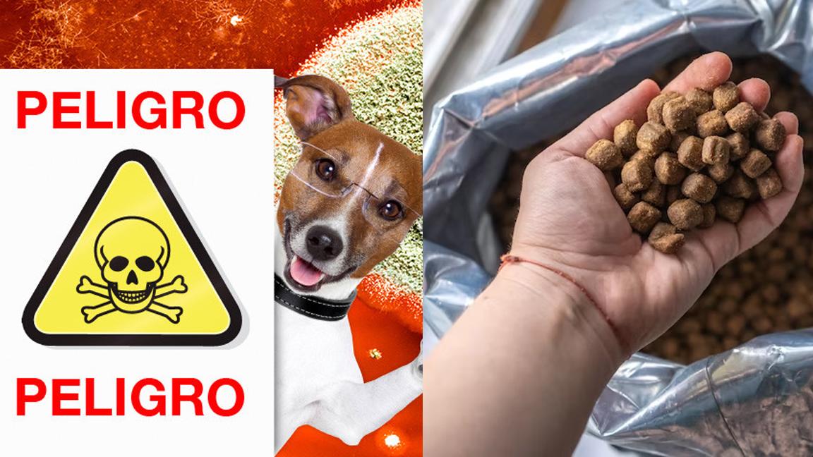 ¿Le das croquetas a granel a tu perro? ¡Cuidado!... Estos son los riesgos de salud y precauciones que debes tomar