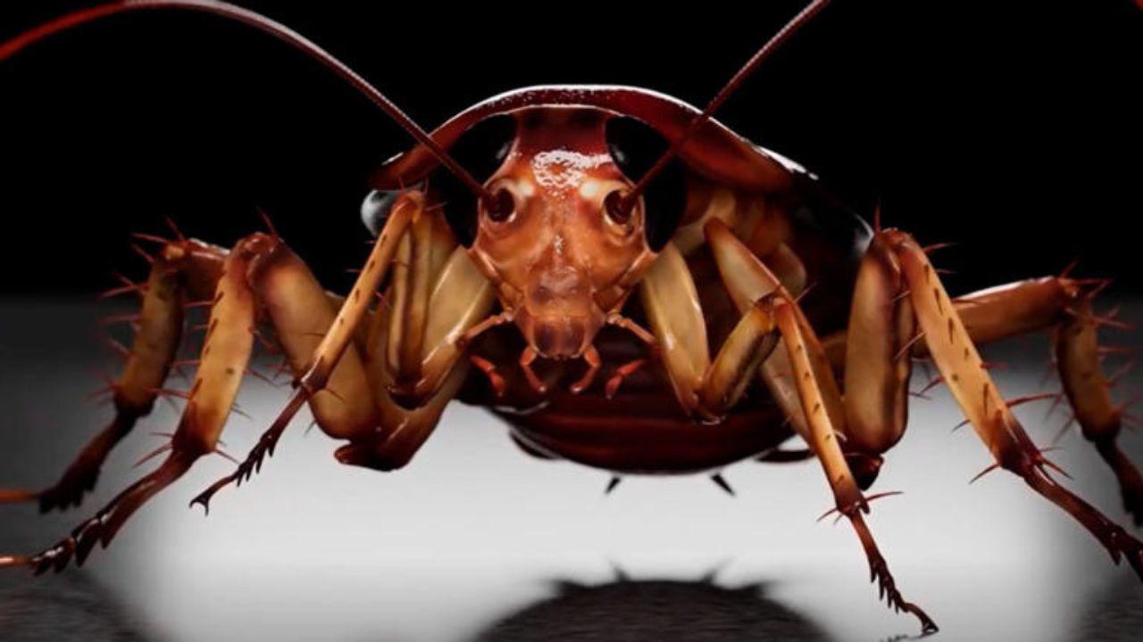 ¡Aparecen Cucarachas Mutantes!... alertan que con el aumento en las temperaturas, estos insectos se hacen más resistentes a insecticidas . Noticias en tiempo real