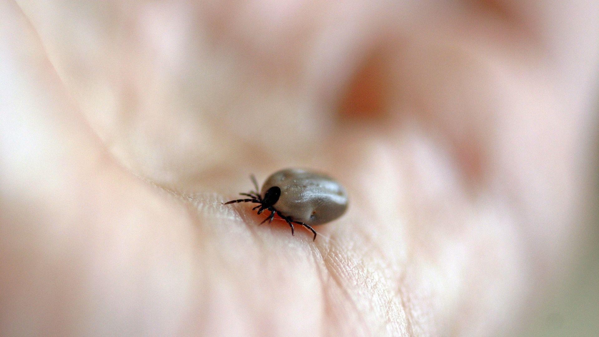 Activan vigilancia epidemiológica en Saltillo tras muerte de menor por posible rickettsia . Noticias en tiempo real