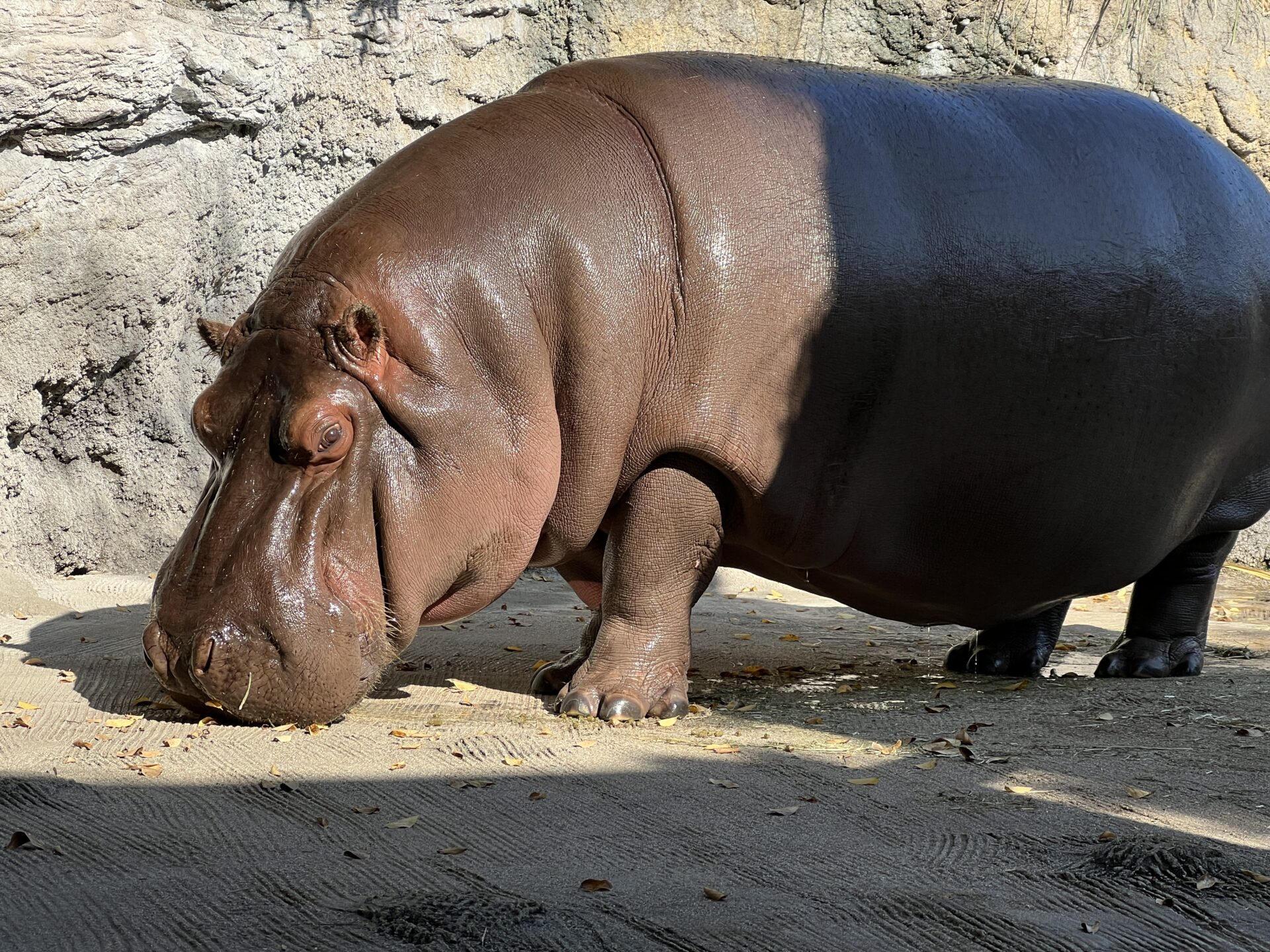 Gen-chan, un hipopótamo que dejó México como macho y al llegar a Japón descubrieron que era hembra. Noticias en tiempo real