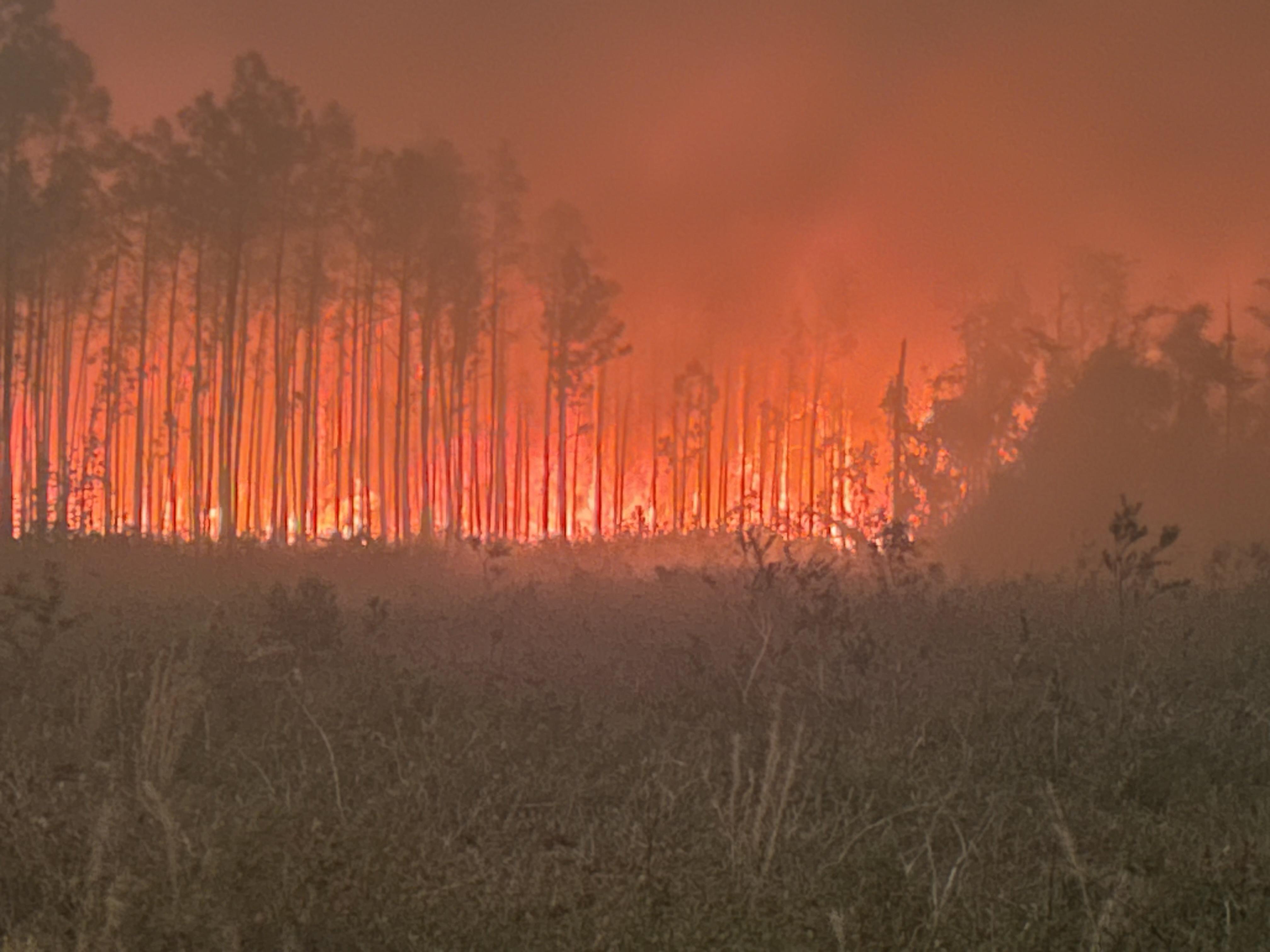 Así ayuda la inteligencia artificial a combatir los incendios forestales en EU