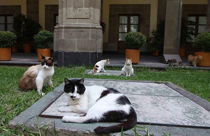 Gatos de Palacio Nacional son declarados ‘activos fijos vivos’; serán protegidos toda su vida. Noticias en tiempo real