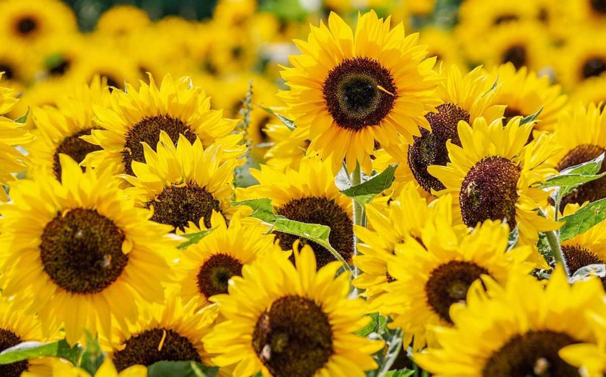 Trae TikTok una primavera de flores amarillas a México, ¿cuál es su origen?. Noticias en tiempo real