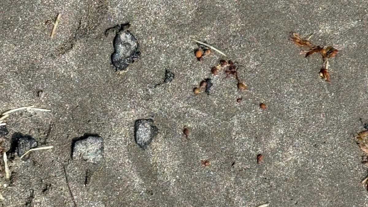 Derrame deja fauna muerta y manchas de hidrocarburo en playas de Veracruz