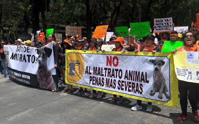Marchan por los animales en México; miles exigen alto al maltrato animal. Noticias en tiempo real