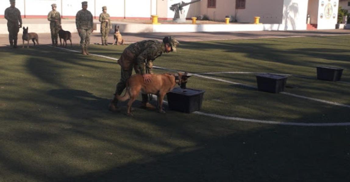 Semar despide a ‘Gaia’, perrita detectora de narcóticos, tras años de servicio en Marina
