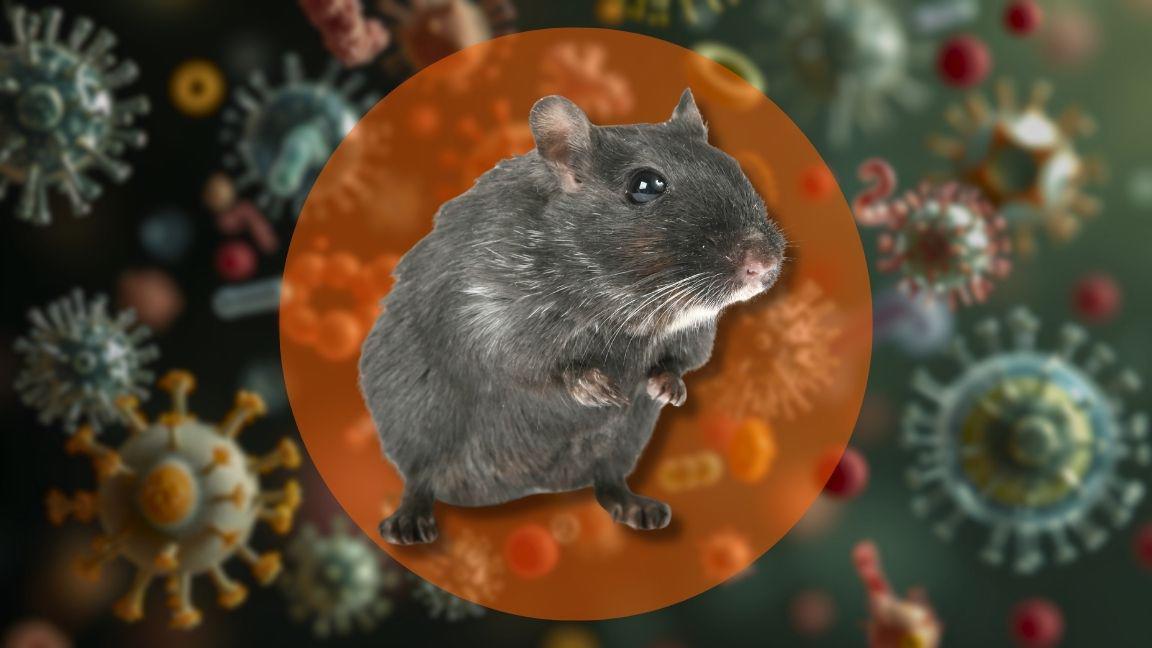Hantavirus: cómo se transmite el virus y cuáles son los síntomas