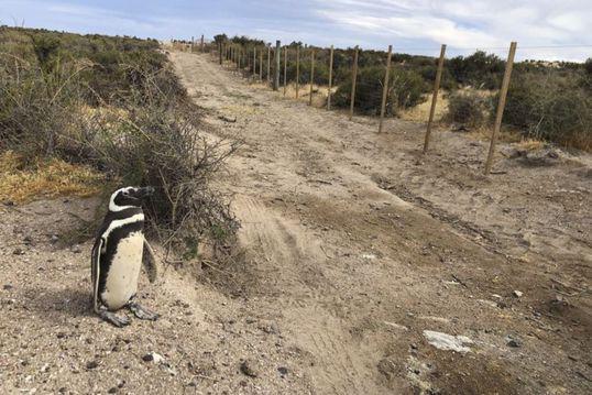 Masacran pingüinos en Argentina, aplastan 140 nidos y matan a decenas. Noticias en tiempo real