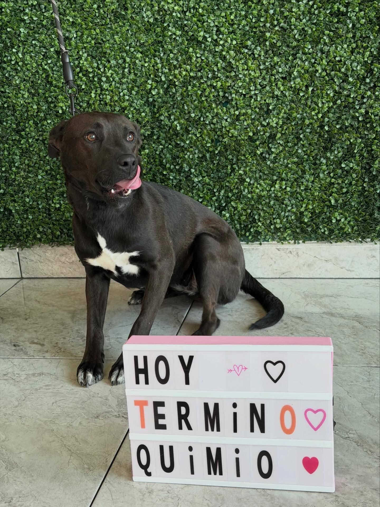 La historia de Maya se volvió viral en redes sociales luego de que su rescatista compartiera el proceso de abandono, enfermedad y recuperación que enfrentó la perrita.