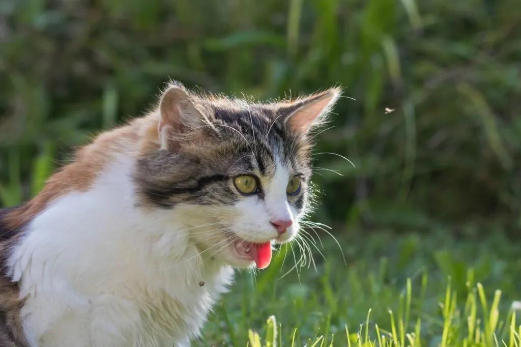 Coahuila: Golpe de calor en perros y gatos, una emergencia médica que puede ser mortal